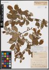 Foto von Salix caprea L.